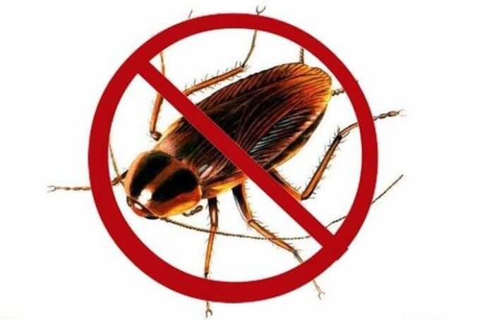 9 Cách diệt gián, đuổi gián đơn giản nhất và hiệu quả tức thì