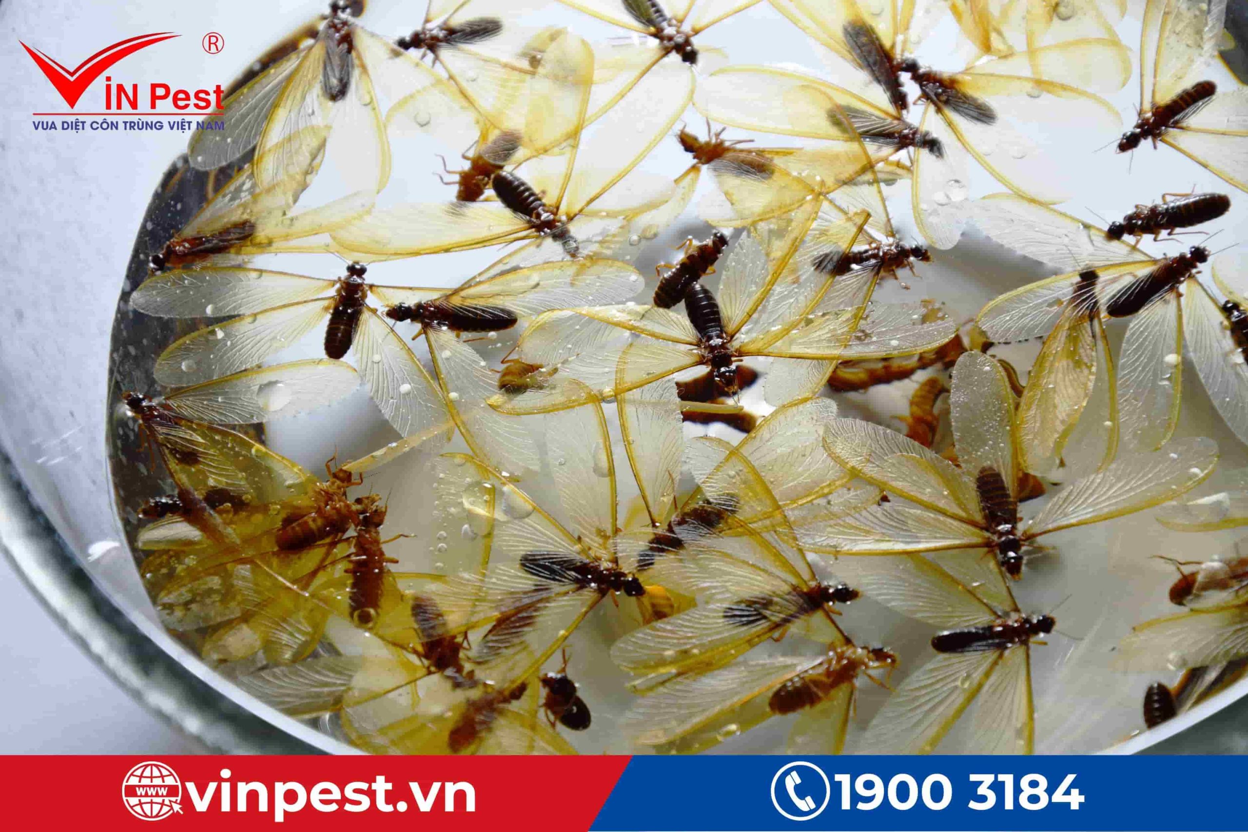 Đặt chậu nước dưới nến, đèn