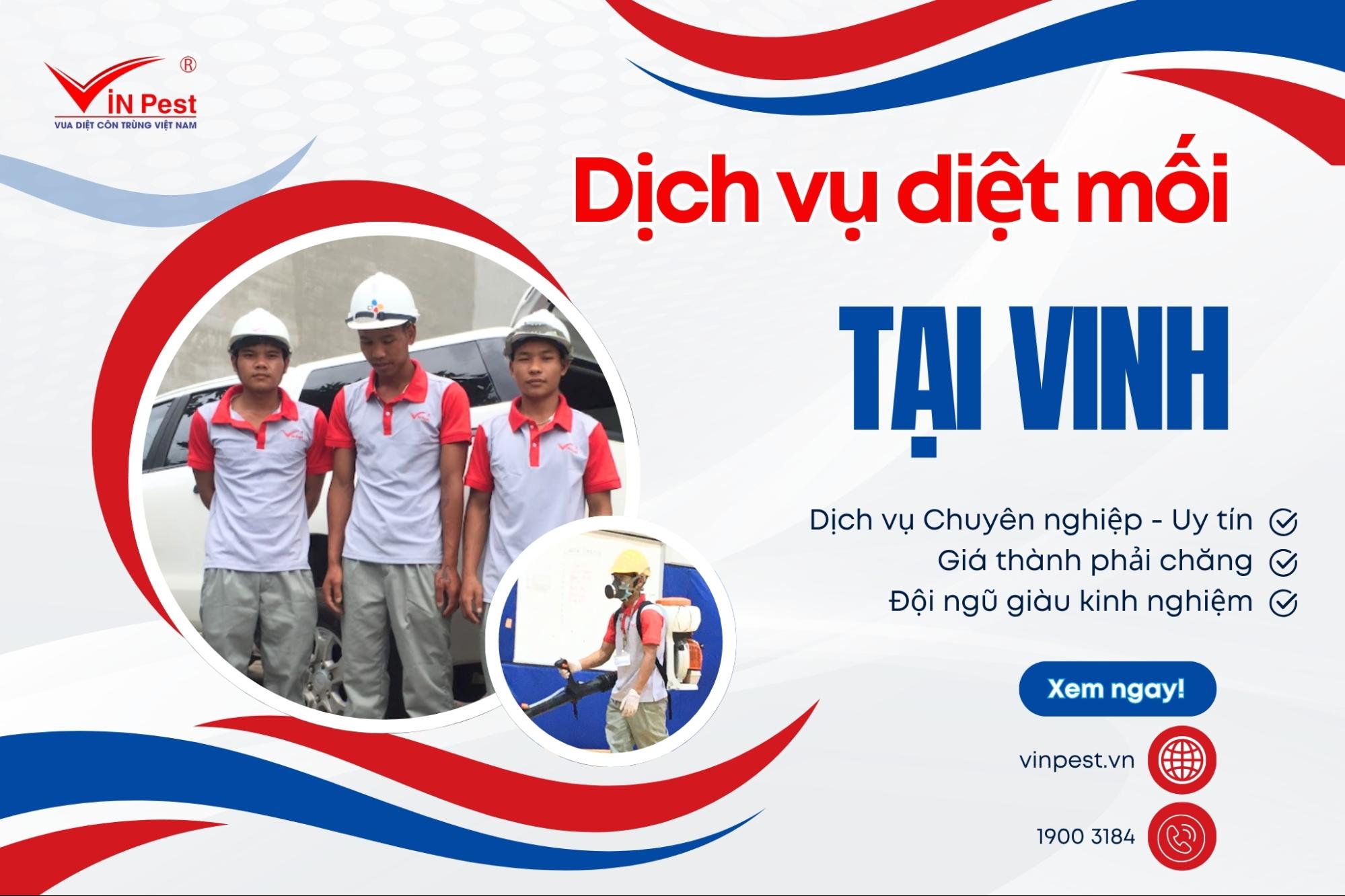 dịch vụ diệt mối tận gốc vinh chất lượng